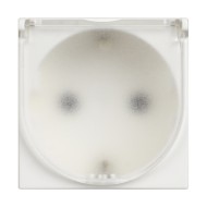 BTICINO CLASSIA SOCKET SCHUKO WITH COVER 16A WHITE RW4141C